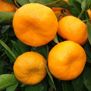 Citrus reticulata 'Kawano' (Mandarin) Dwarf