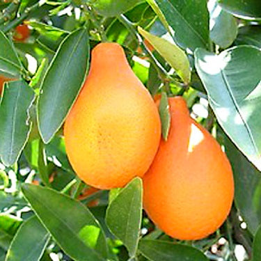Citrus unshiu x Citrus japonica (Mandarinquat) Pikirangi