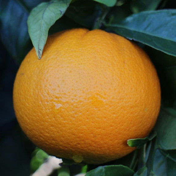 Citrus x sinensis 'Navelina' (Orange)