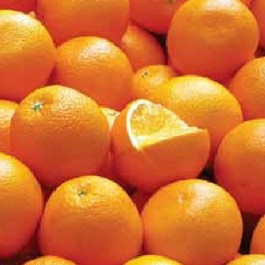 Citrus x aurantium 'Seville' (Seville Orange)