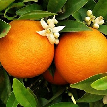 Citrus x sinensis 'Washington Navel' (Orange)