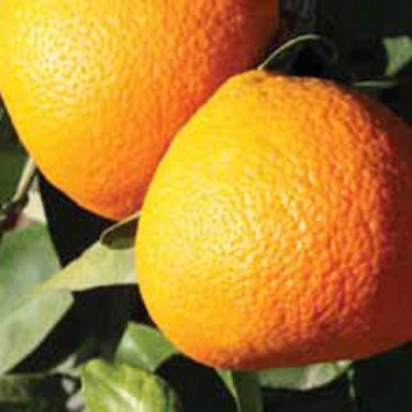 Citrus Γ tangelo 'Bay Gold' (Tangelo) Dwarf