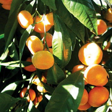 Citrus reticulata Γ paradisi 'Ugli' (Tangor)