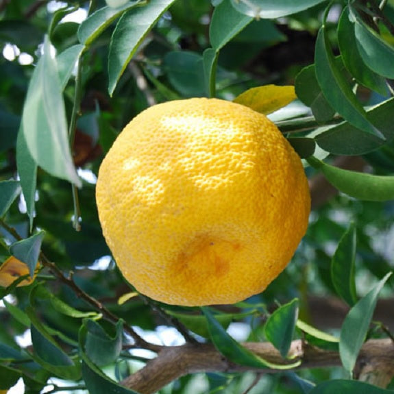 Citrus junos (Yuzu Lemon)