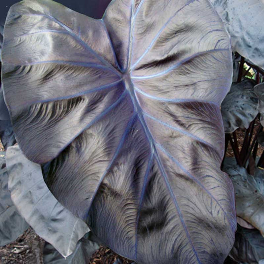 Colocasia esculenta 'Black Coral' (Black Taro)