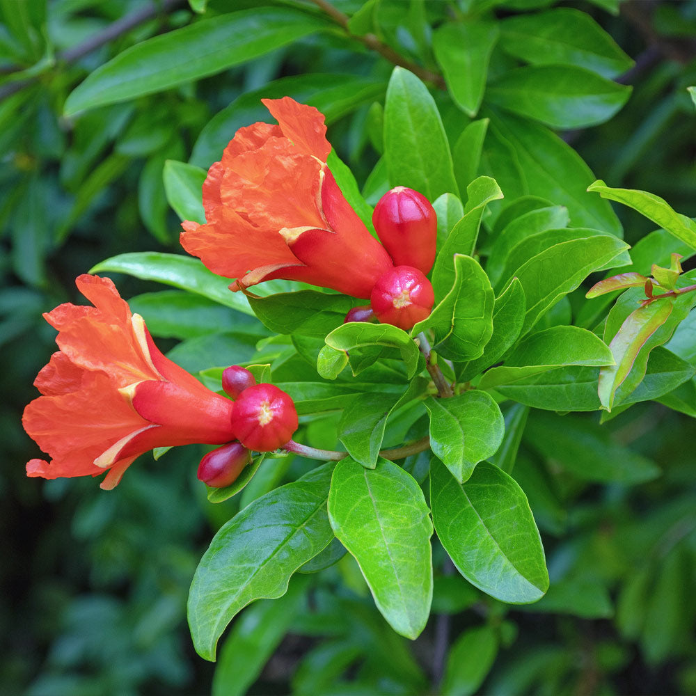 Punica granatum 'Eversweet' (Pomegranate) Pikirangi