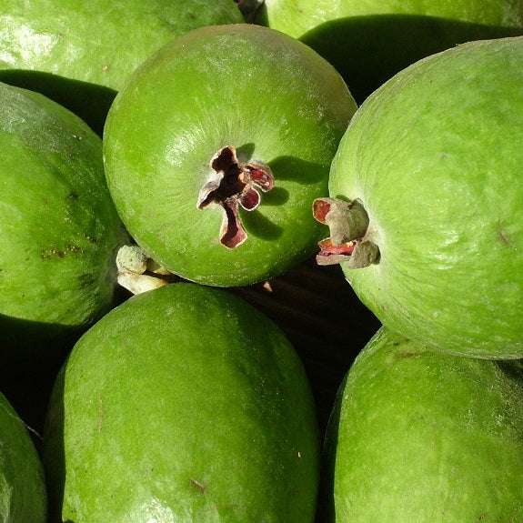 Feijoa sellowiana 'Waingaro' (Feijoa) PVR Pikirangi