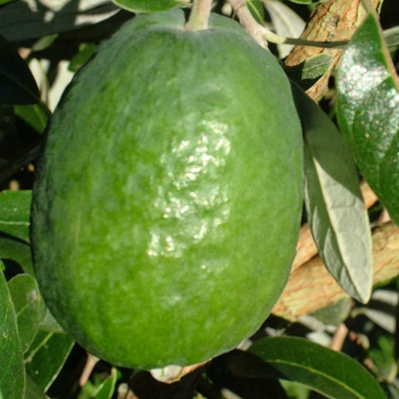 Feijoa sellowiana 'Takaka' (Feijoa) PVR S007