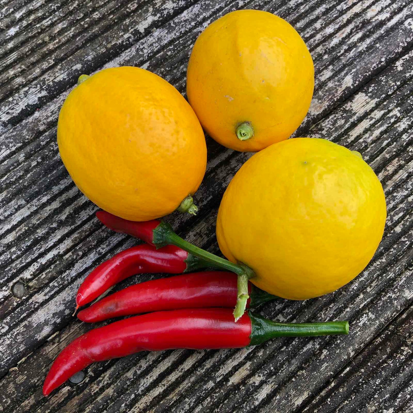 Citrus limon 'Meyer' Dwarf (Lemon)