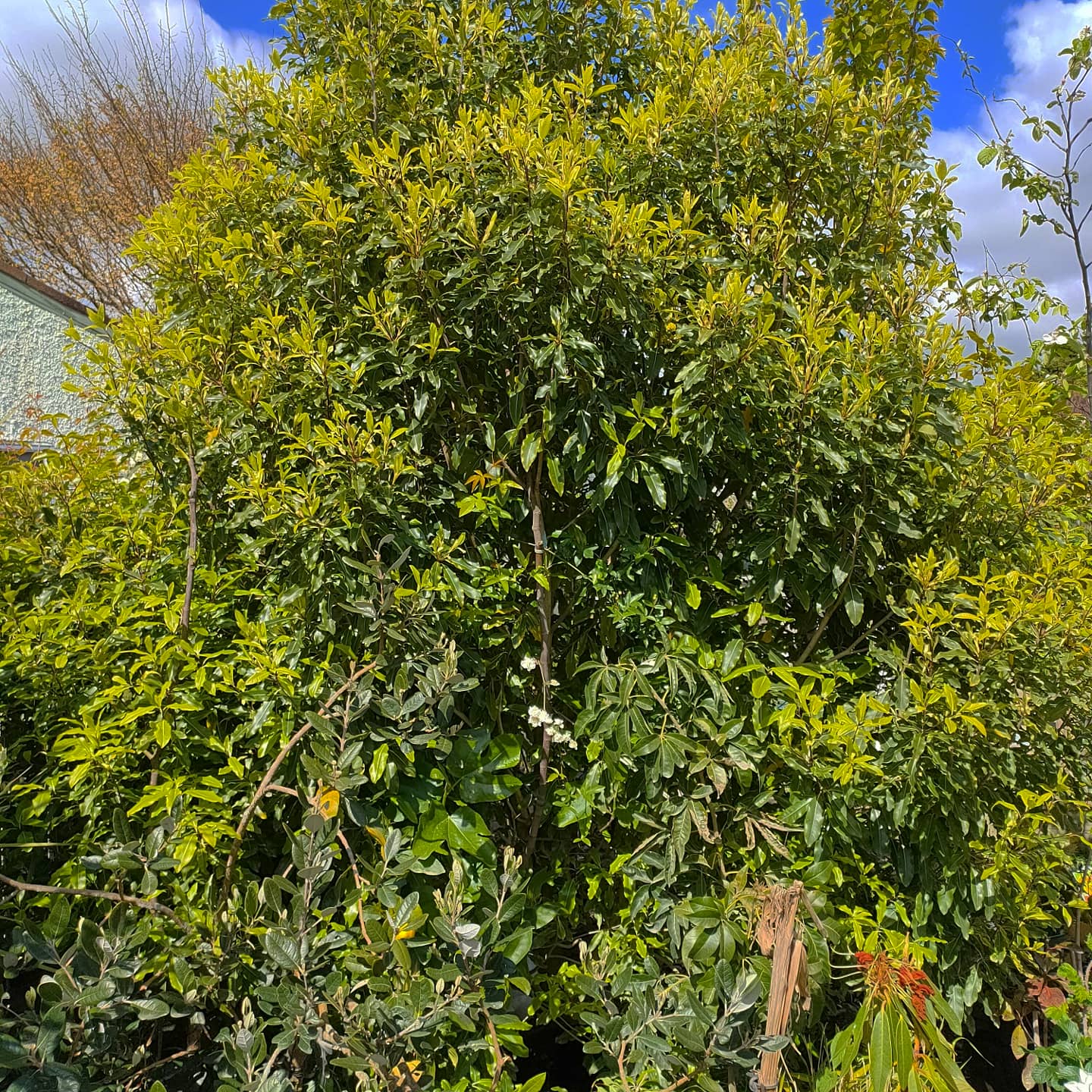Pittosporum eugenioides (Lemonwood, Tarata) Pikirangi