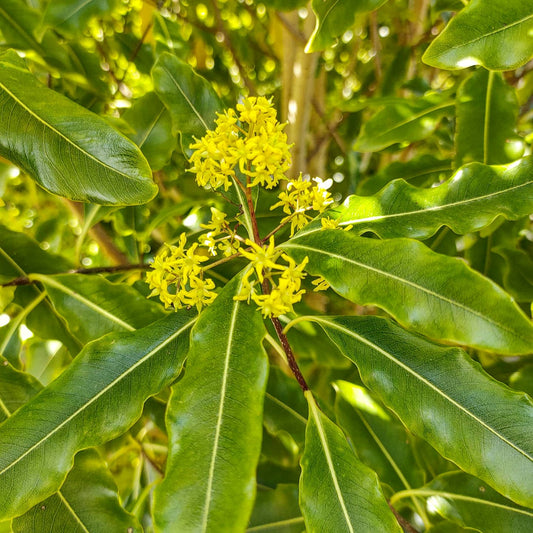 Pittosporum eugenioides (Lemonwood, Tarata)