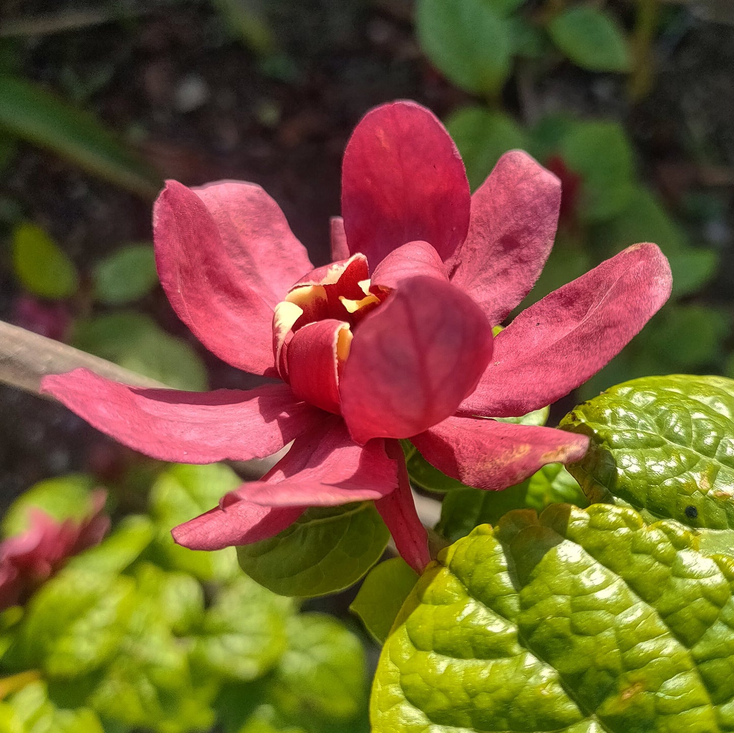 Calycanthus x raulstonii
'Hartlage Wine' (Sweet Shrub)