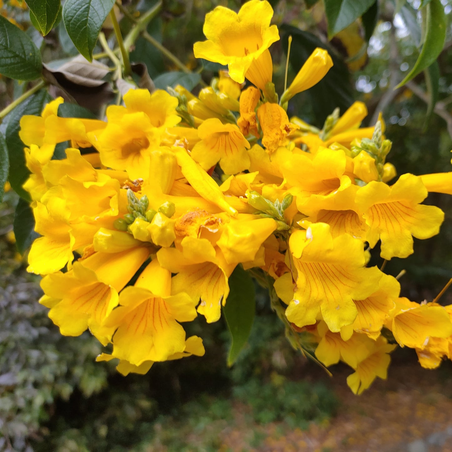Tecoma stans (Yellow Trumpet Bush)