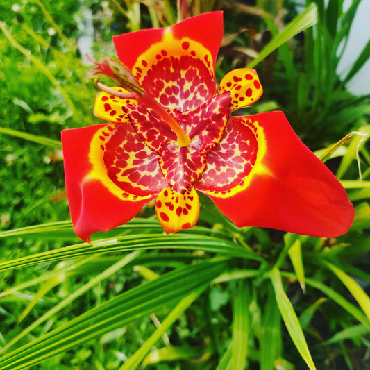 Tigrida pavonia Red (Peacock Flower, Tiger Flower)