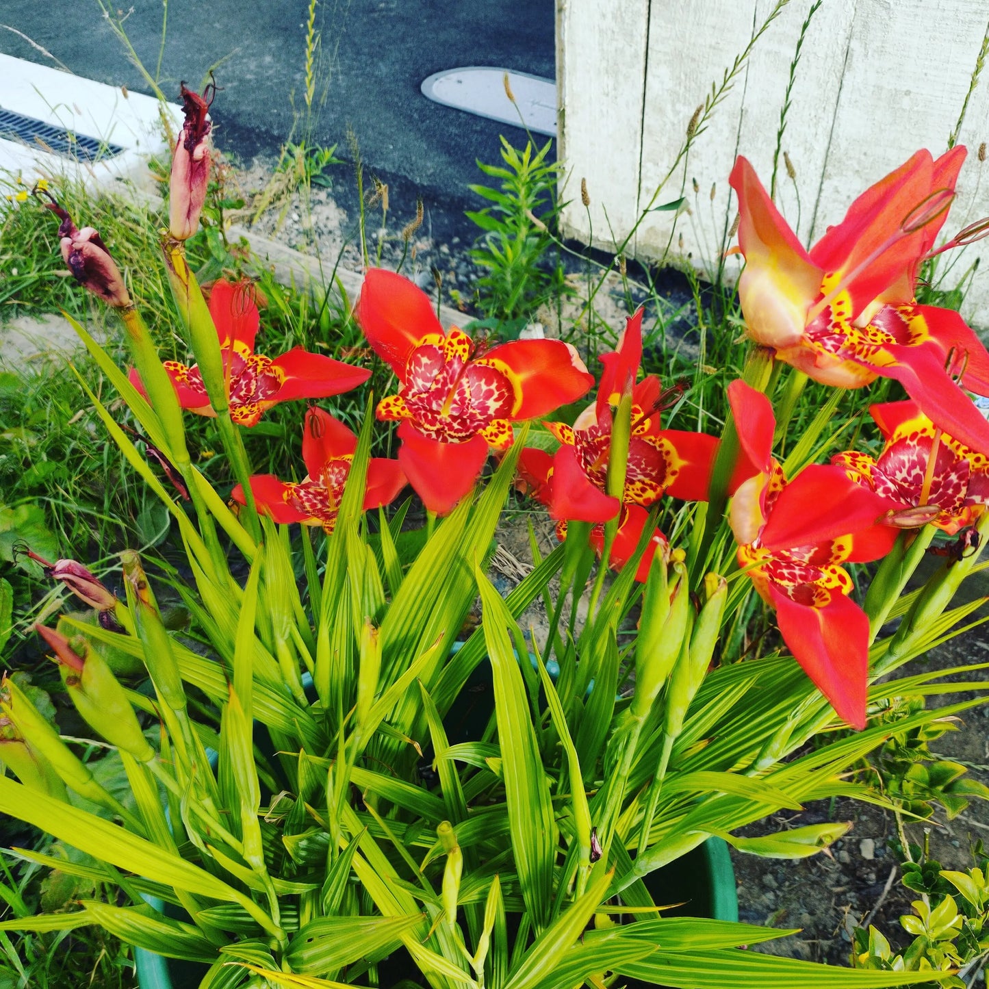 Tigrida pavonia Red (Peacock Flower, Tiger Flower) Pikirangi