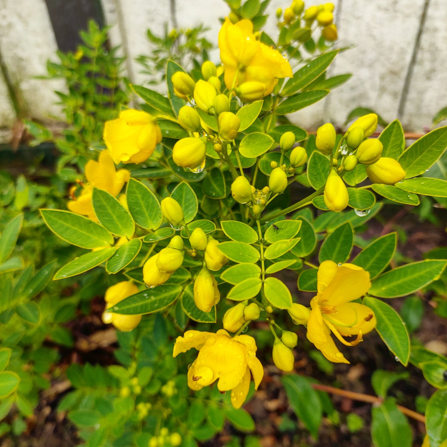 Senna corymbosa 'John Ball' (Buttercup Tree)