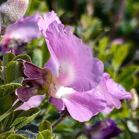 Podalyria calyptrata 'Compact Gem' (Water Blossom Pea, Keurtjie)