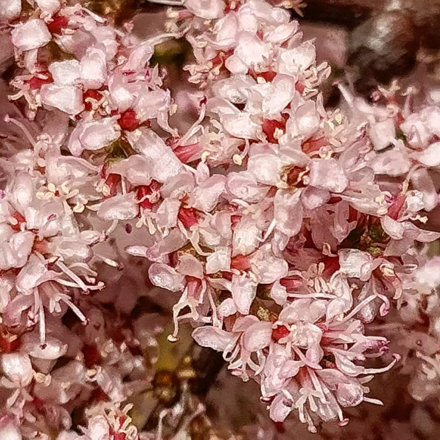 Tamarix juniperina (Tamarisk) Pikirangi