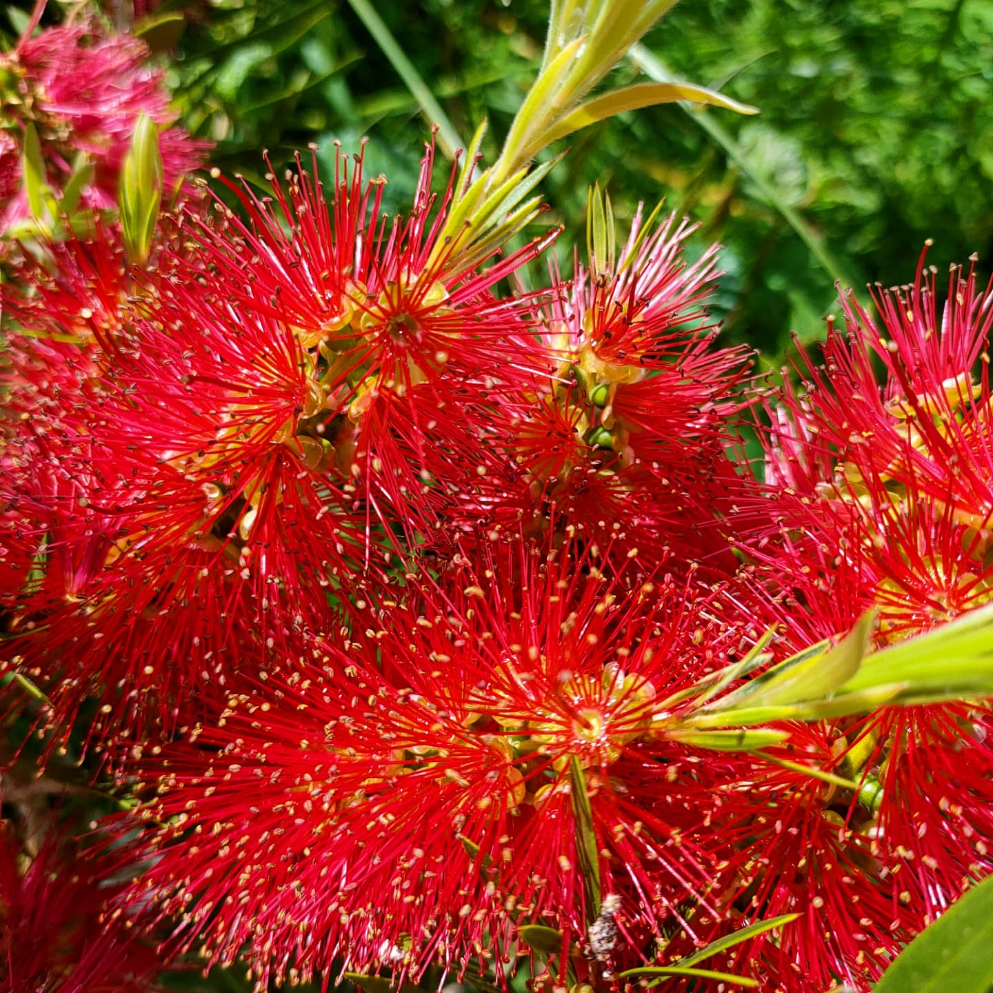 Callistemon 'Red Cluster' (Bottle Brush)