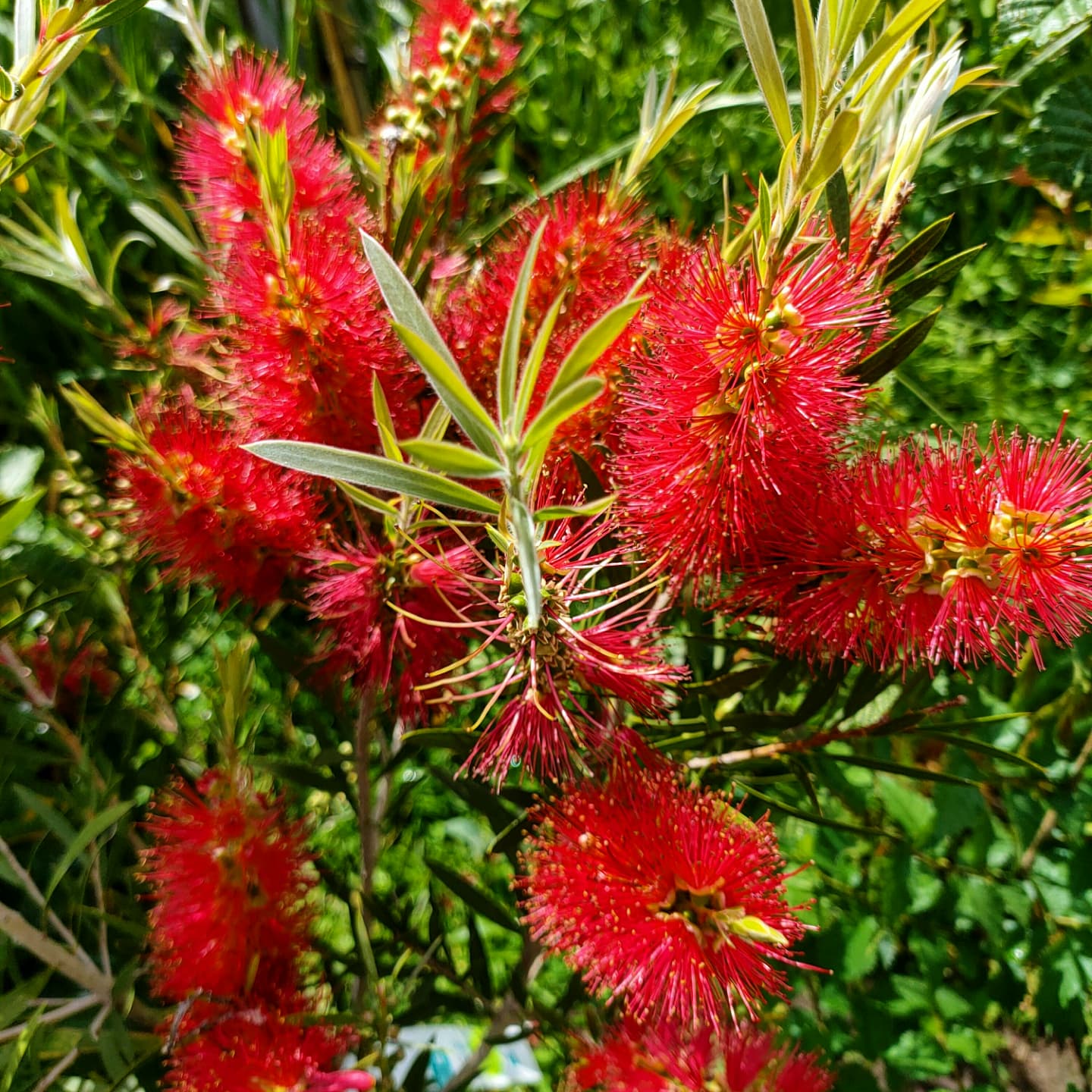 Callistemon 'Red Cluster' (Bottlebrush) Pikirangi
