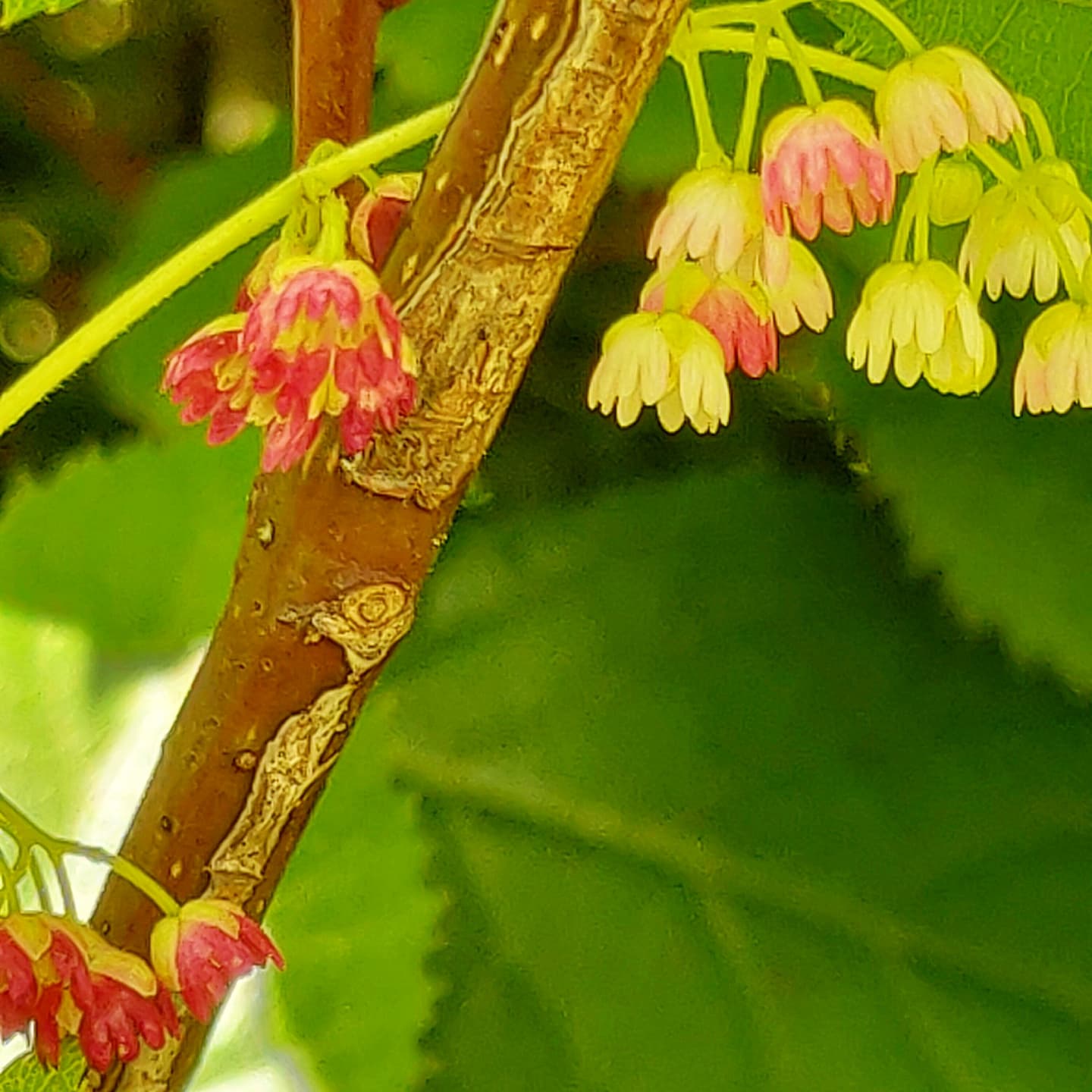 Aristotelia serrata (Makomako, Wineberry) Pikirangi