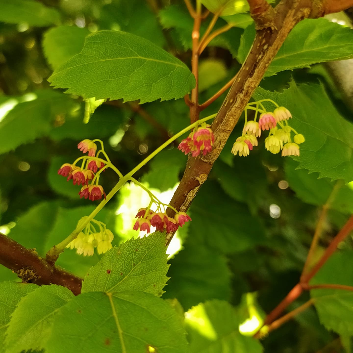 Aristotelia serrata (Makomako, Wineberry)