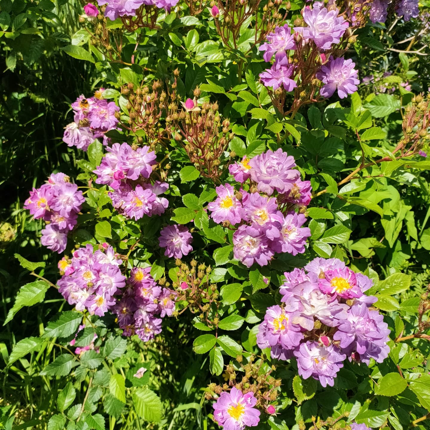 Rosa 'Veilchenblau' (Blue Rambler Rose)