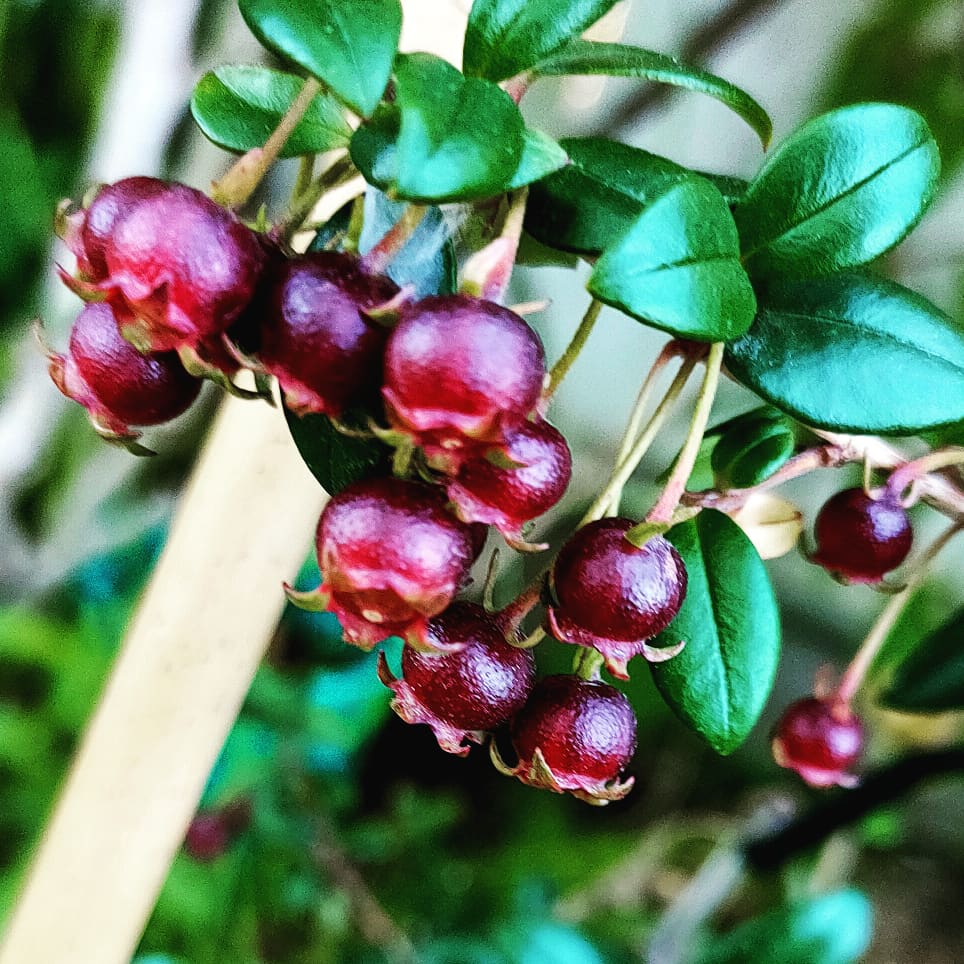 Ugni molinae (Chilean Guava, New Zealand Cranberry) Pikirangi
