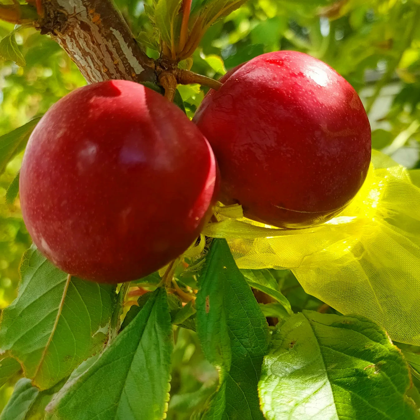 Prunus domestica 'Satsuma' (Plum)