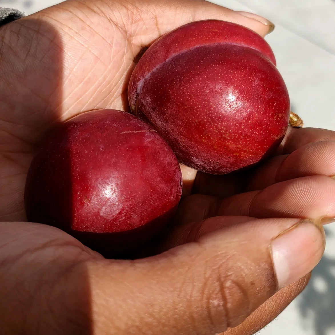 Prunus domestica 'Satsuma' (Plum) Pikirangi