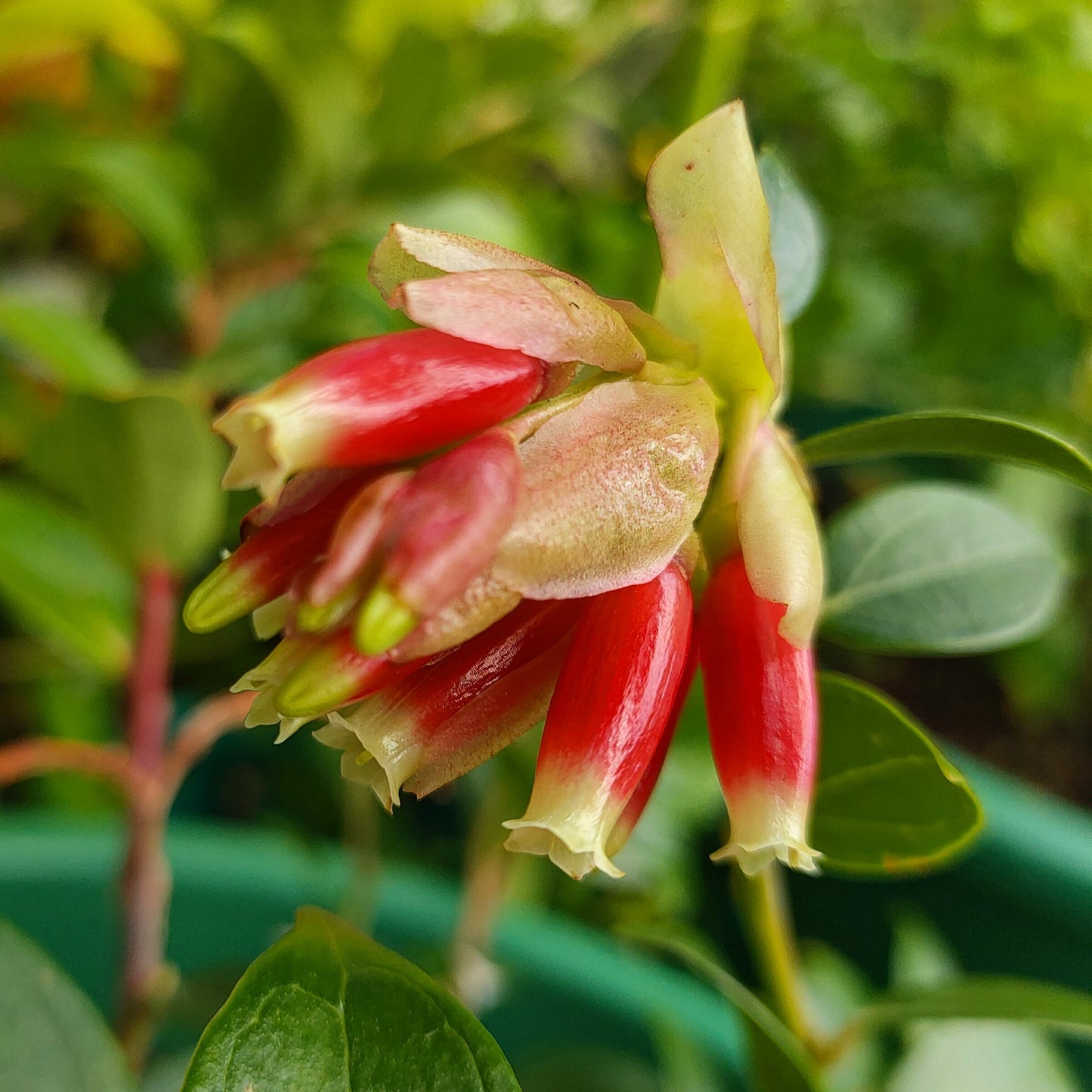 Cavendishia acuminata Pikirangi