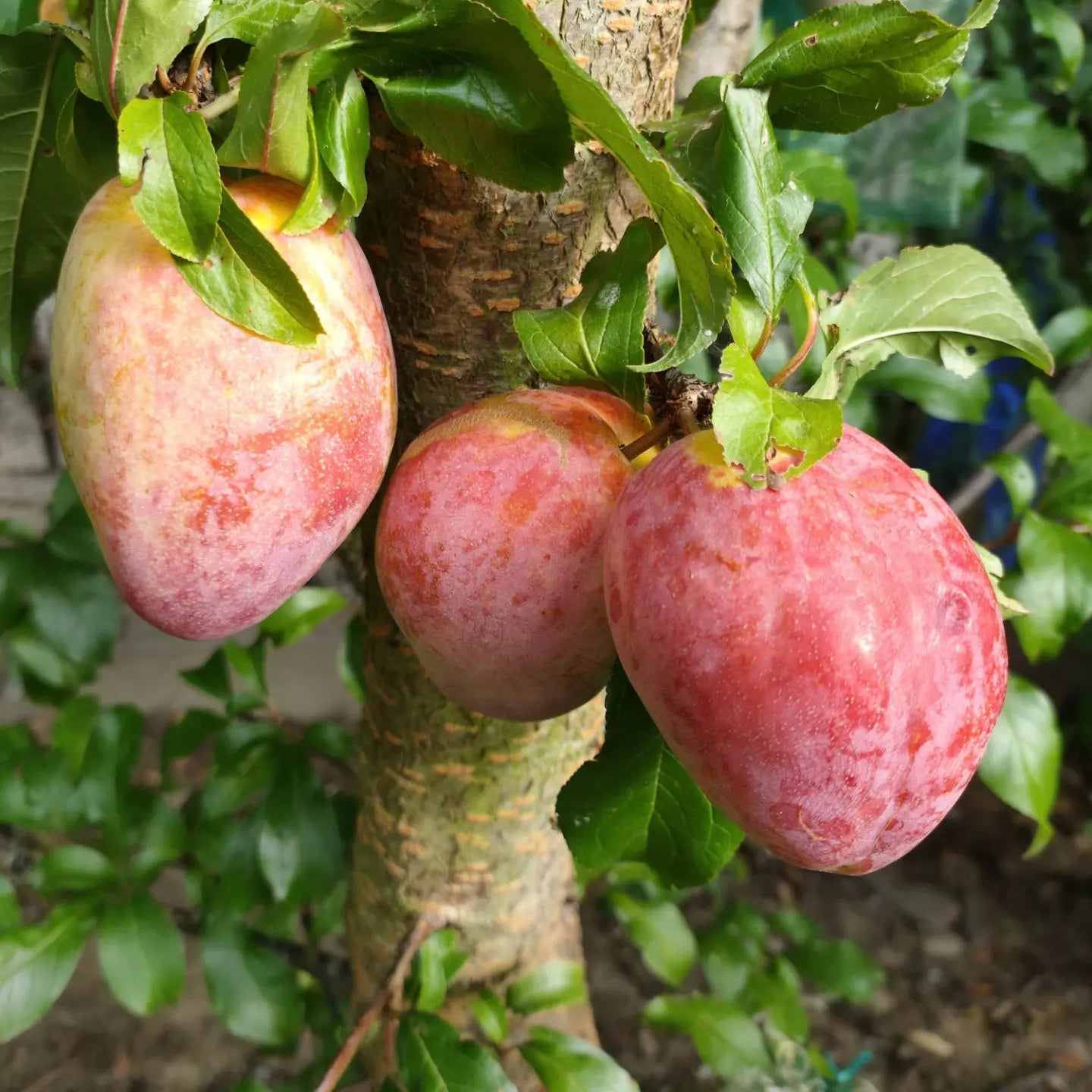 Prunus domestica 'Luisa' (Plum)