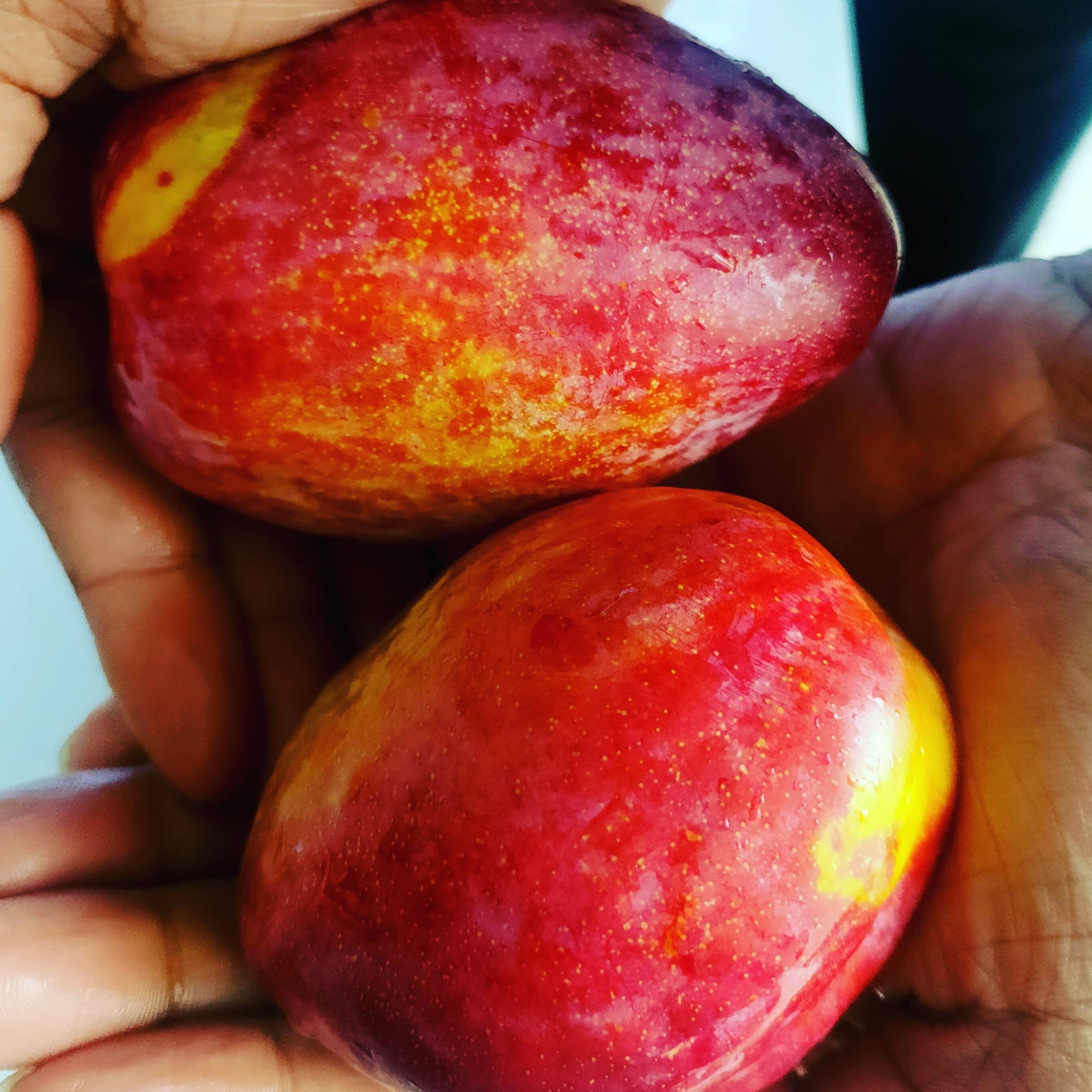 Prunus domestica 'Luisa' (Plum)