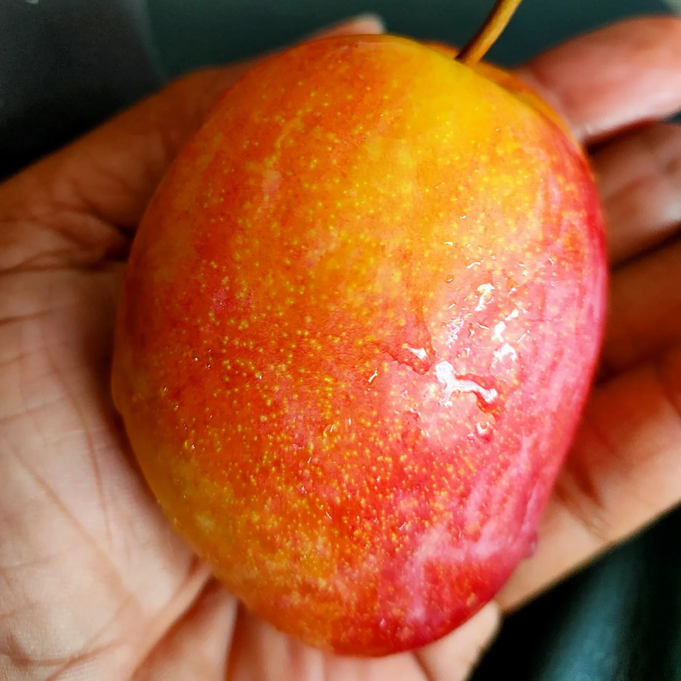 Prunus domestica 'Luisa' (Plum)