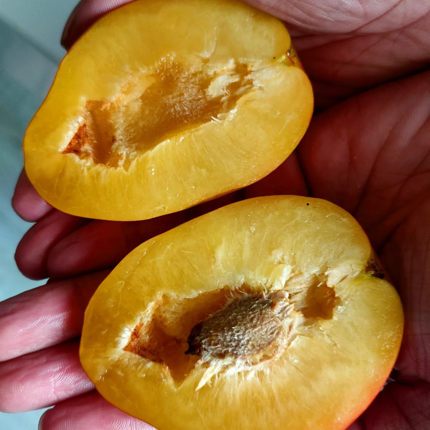 Prunus domestica 'Luisa' (Plum)