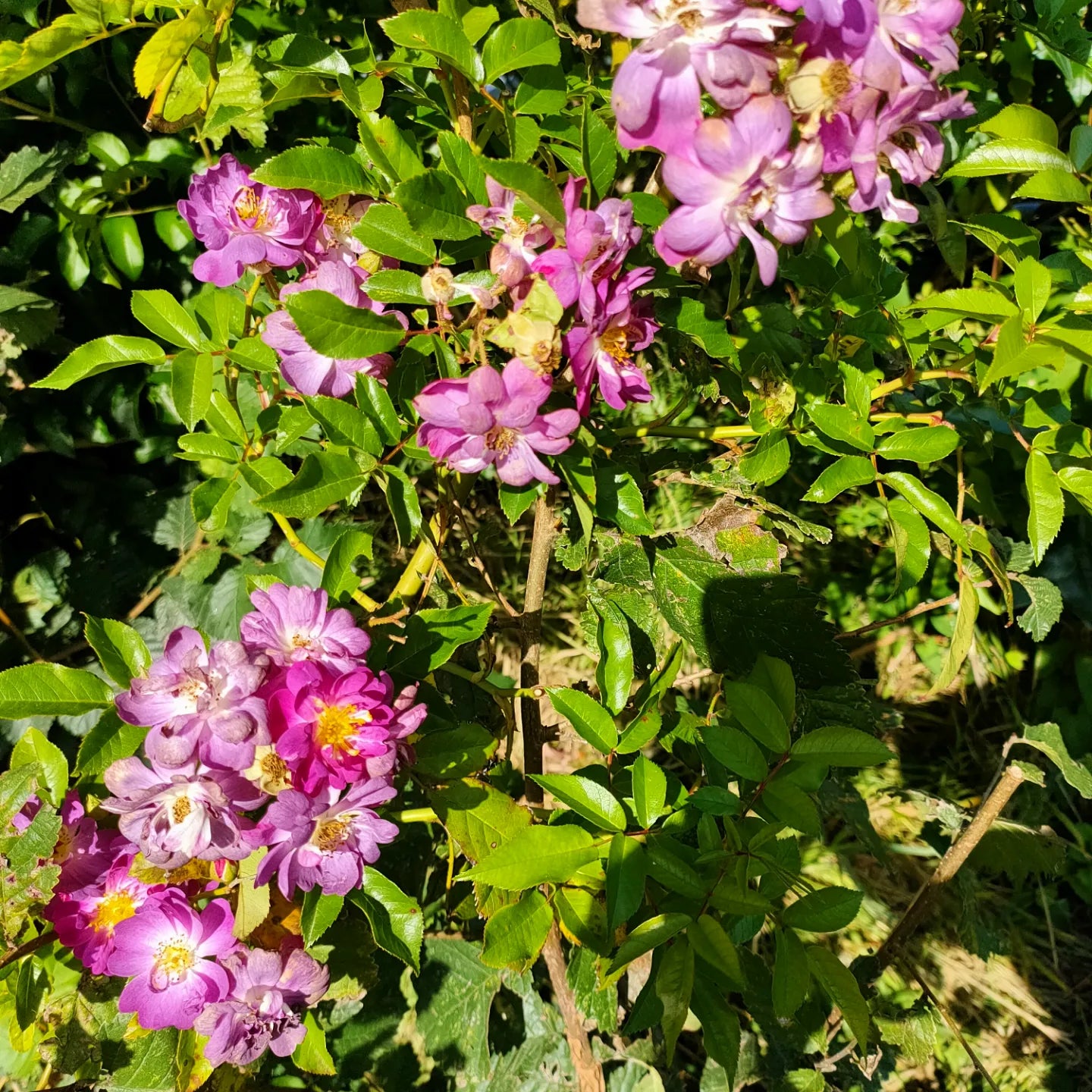 Rosa 'Veilchenblau' (Blue Rambler Rose)