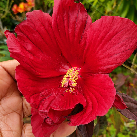 Hibiscus moscheutos 'Carousel Red Wine'
