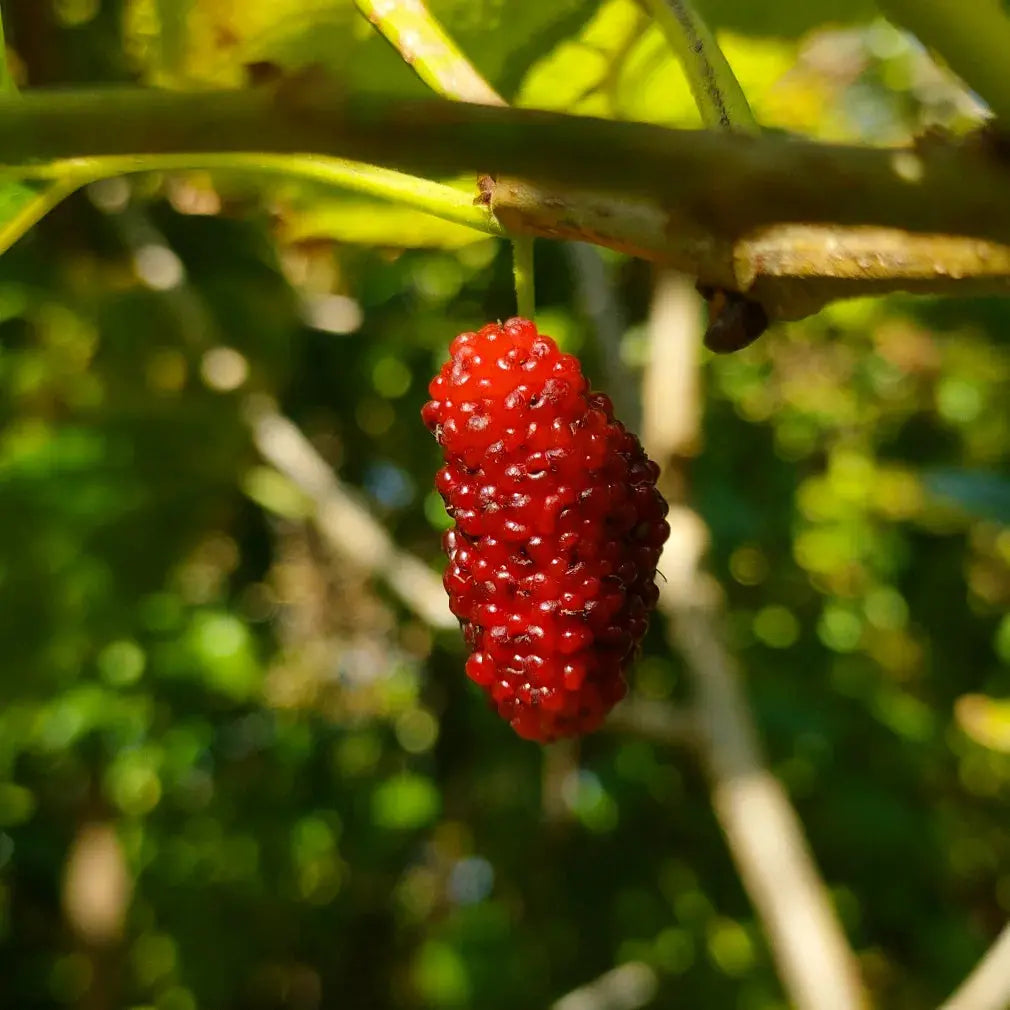Morus alba x rubra 'Hick's Early' (Mulberry) Pikirangi