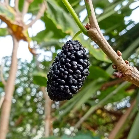 Morus alba x rubra 'Hick's Early' (Mulberry)