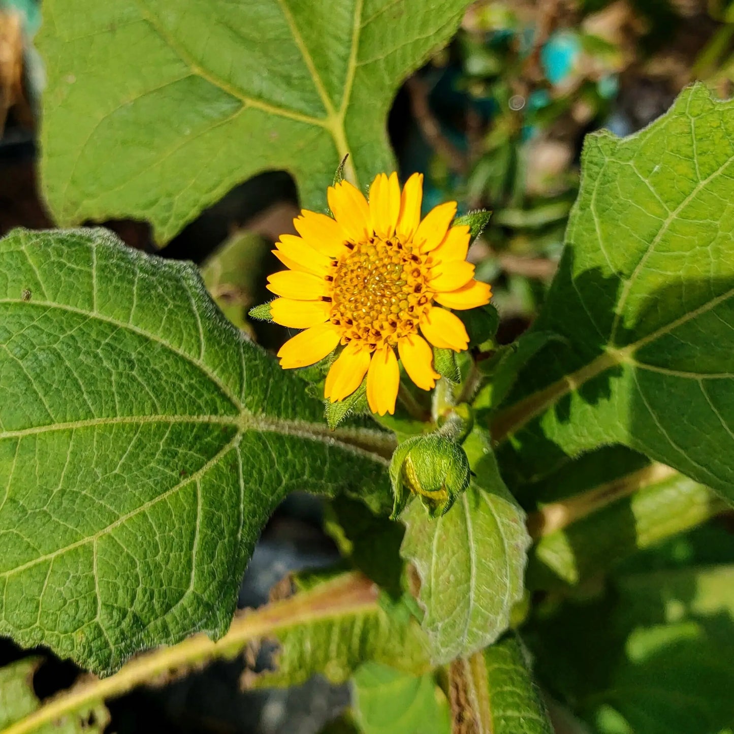 Smallanthus sonchifolius (Yacón) Pikirangi