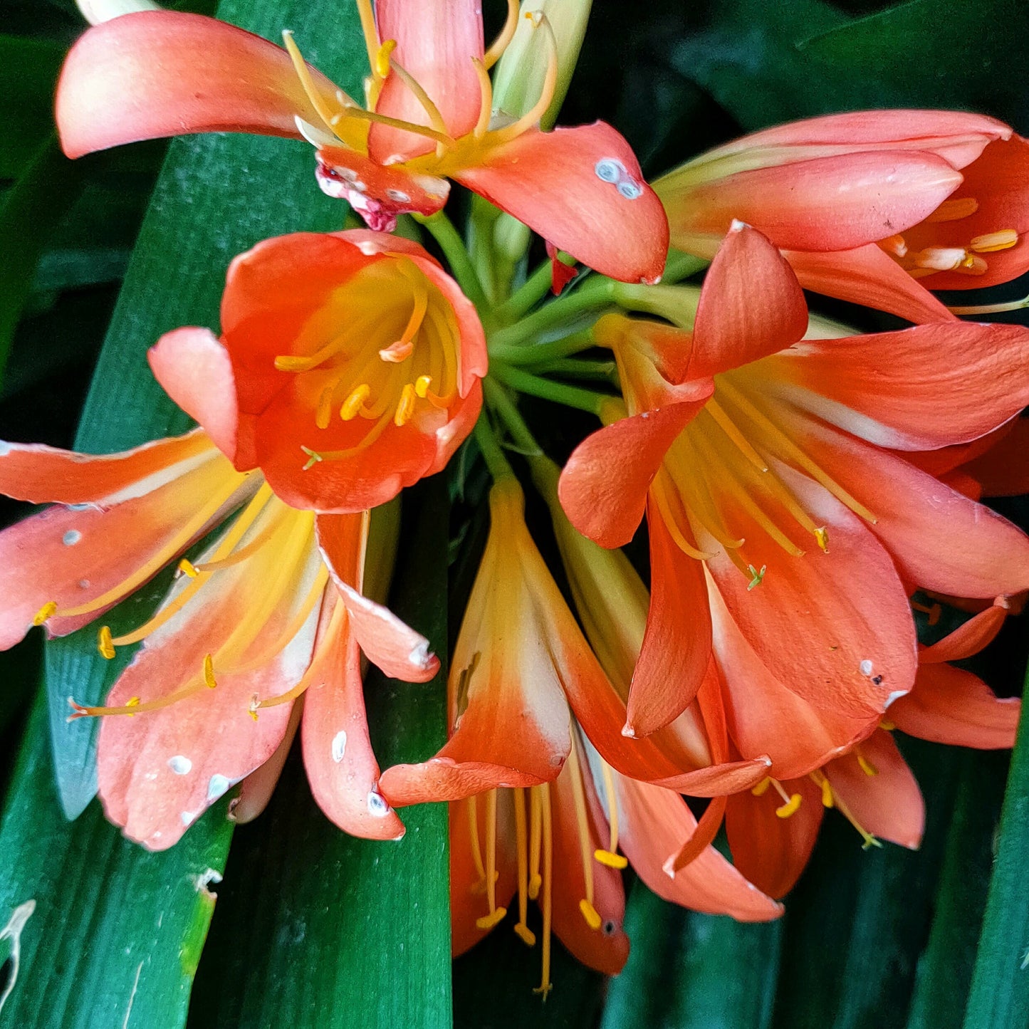 Clivia miniata (Kaffir Lily) Pikirangi