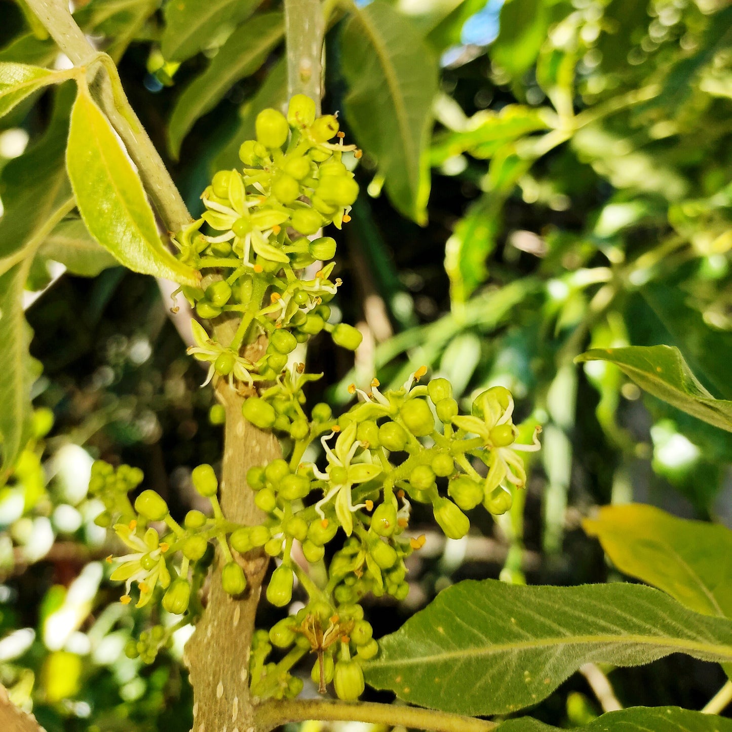 Casimiroa edulis 'Luke' (White Sapote)