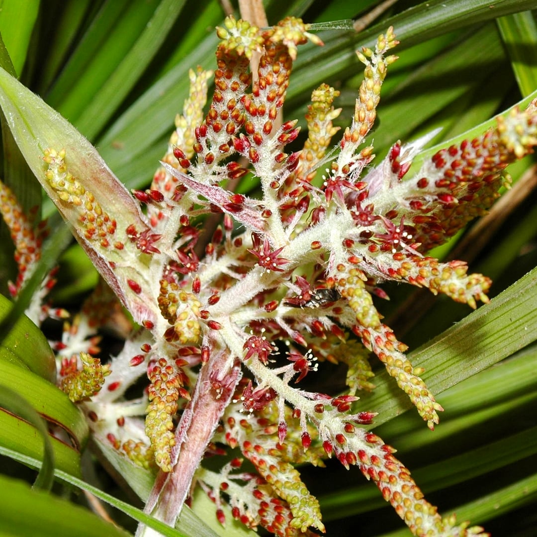 Astelia solandri (Kōwharawhara) Pikirangi