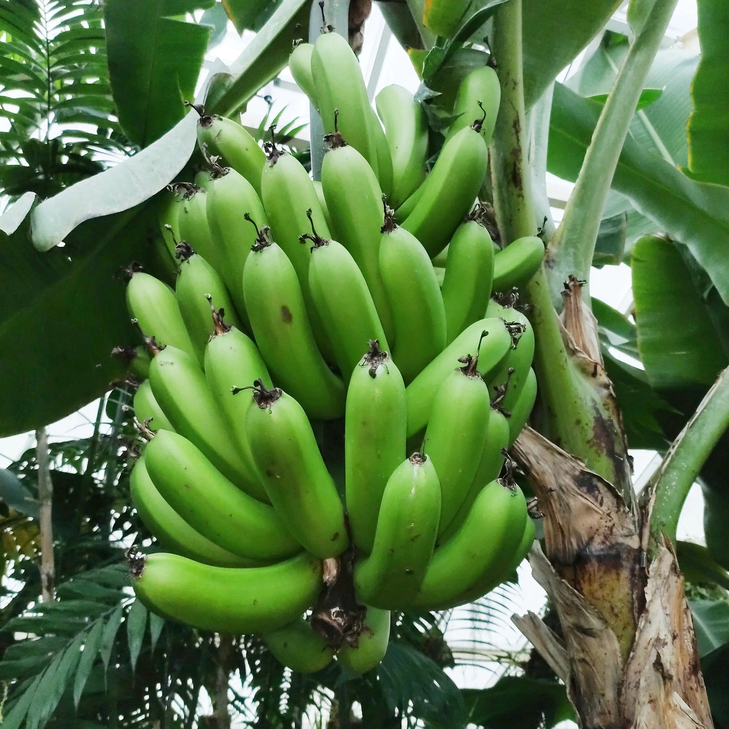 Musa acuminata (Cavendish Banana, Wild Banana) Pikirangi