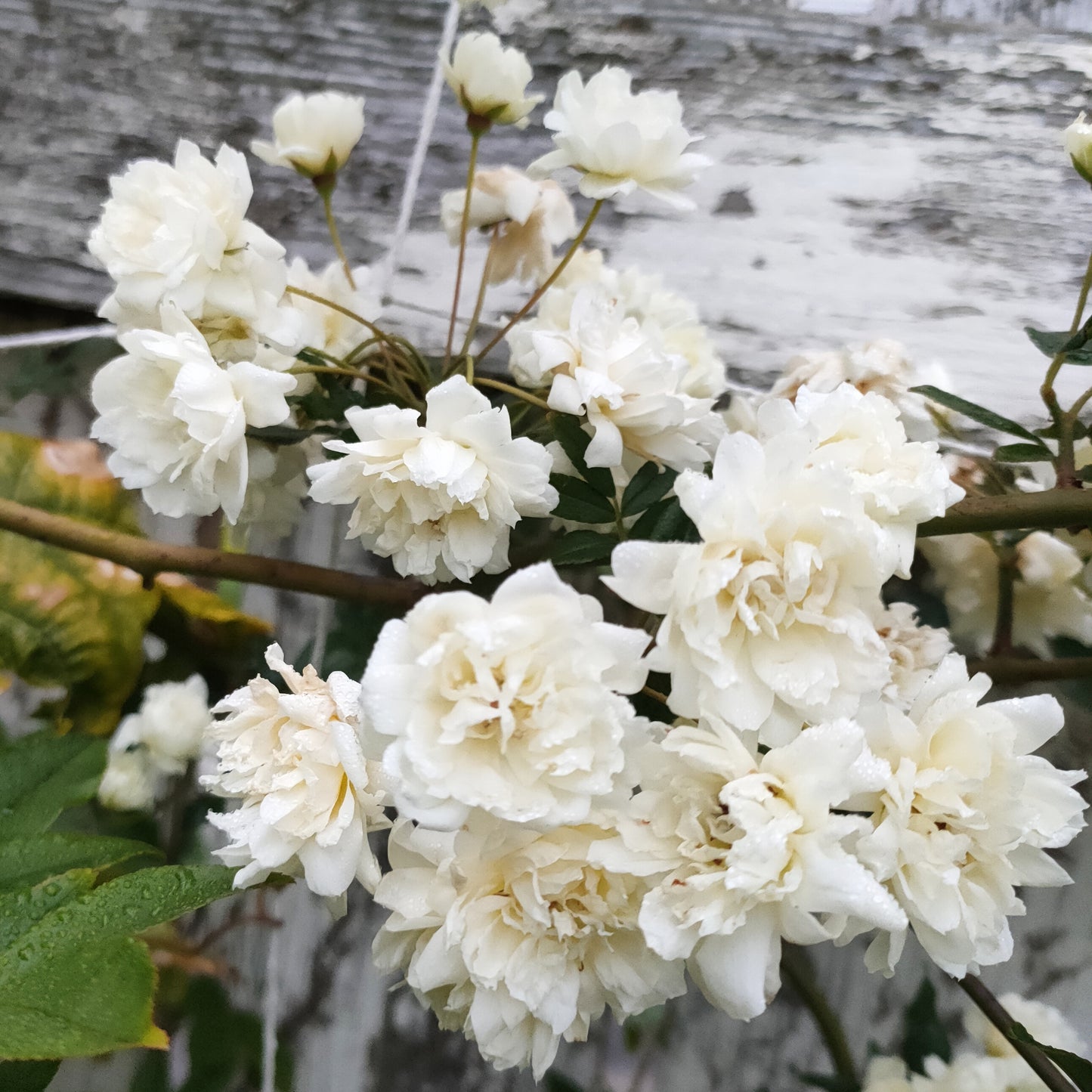 Rosa banksiae 'Alba' (Banks' Rose)