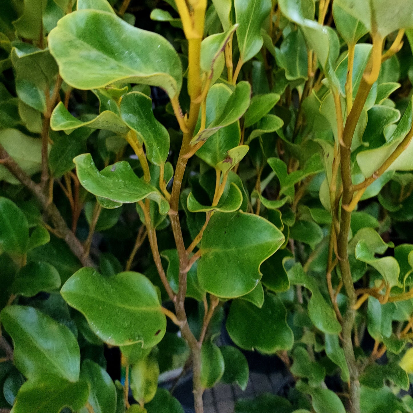 Griselinia littoralis 'Broadway Mint' (Kapuka) Pikirangi