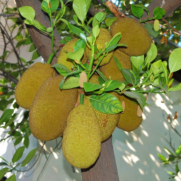 Artocarpus heterophyllus MV2 (Jackfruit)
