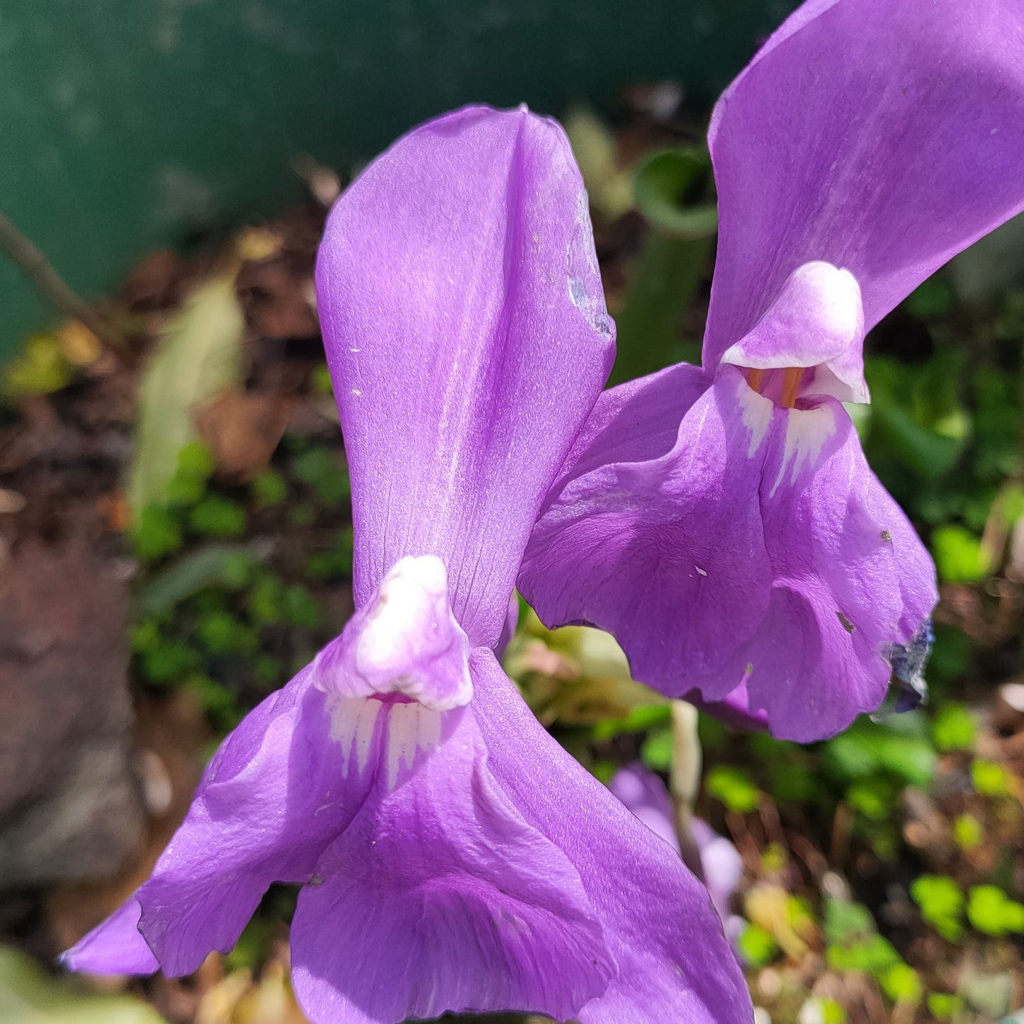 Roscoea humeana (Hume Roscoea)