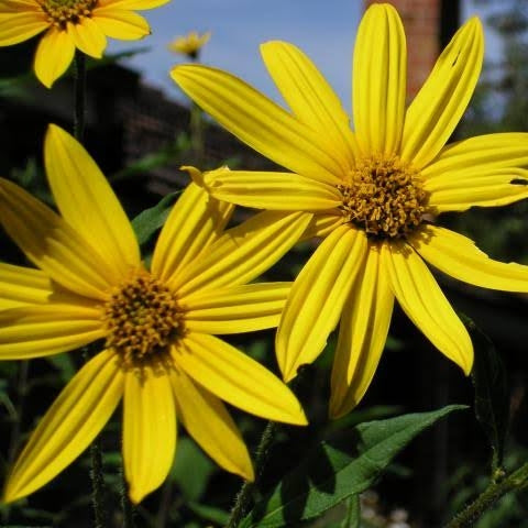 Helianthus tuberosus (Jerusalem Artichoke)