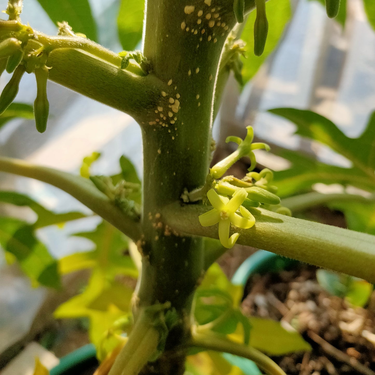 Vasconcellea pubescens (Mountain Papaya)